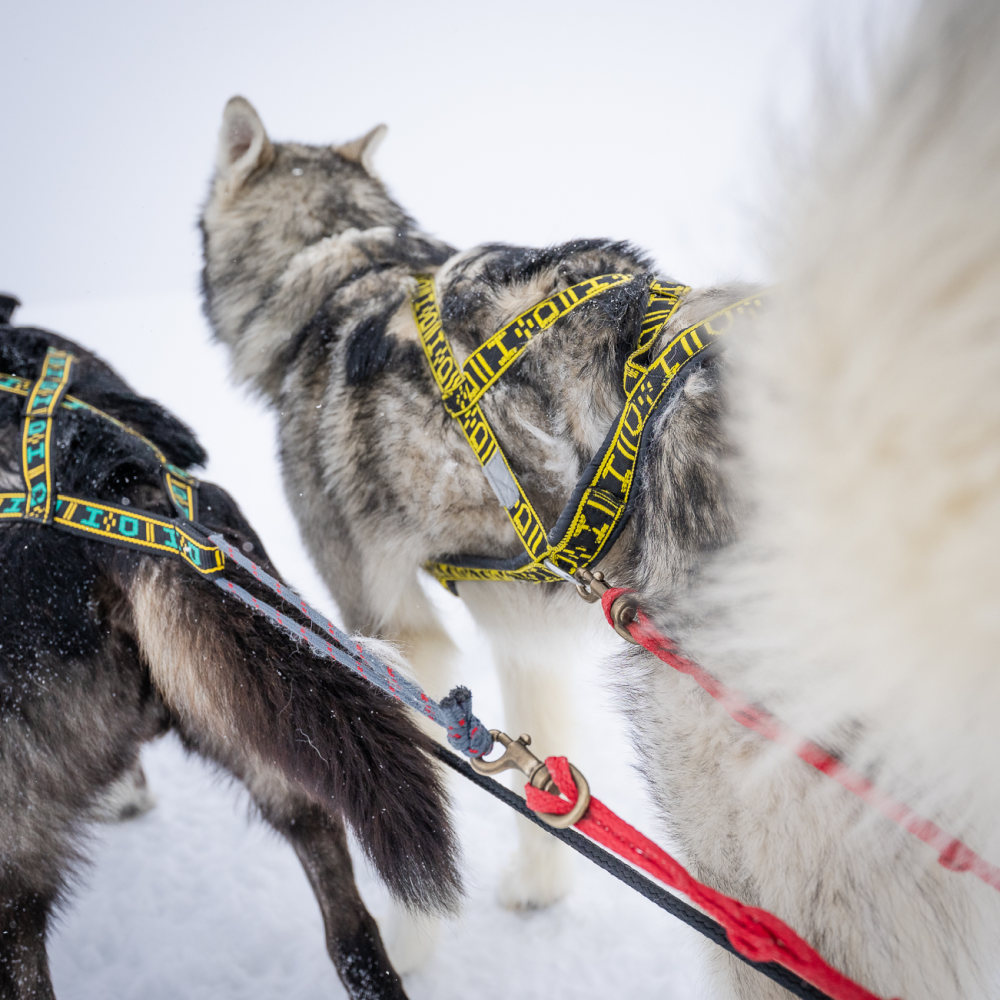 Hybrid Light Weight Harness