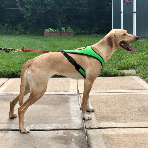 Flash™ Harness