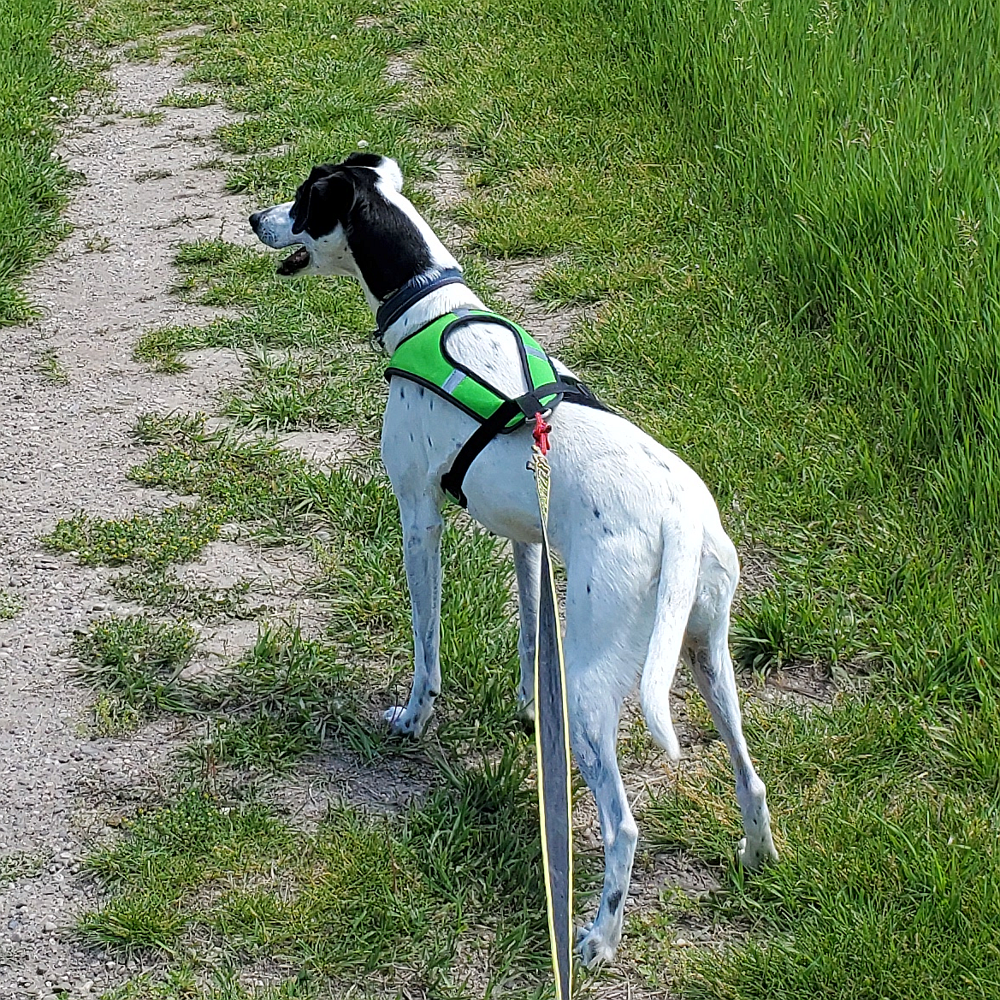 Limited Edition Harness