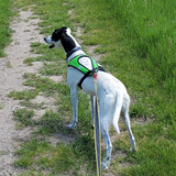 Limited Edition Harness