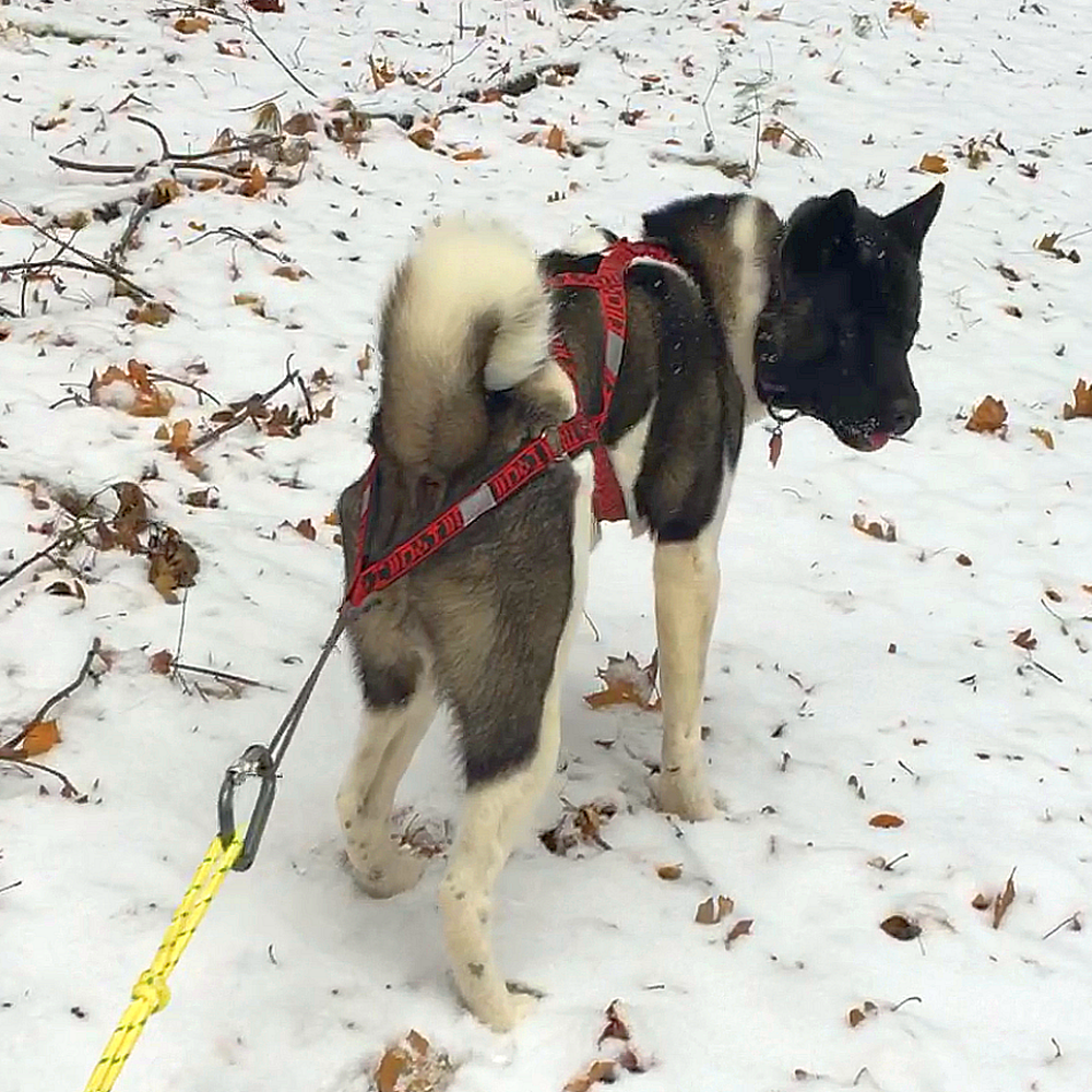Wheel Dog Harness - Howling Dog Alaska