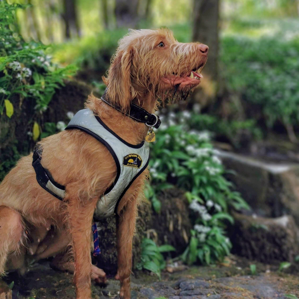 Flash™ Harness