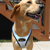 Flash™ Harness - Howling Dog Alaska