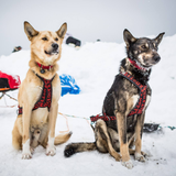 Hybrid Light Weight Harness - Howling Dog Alaska