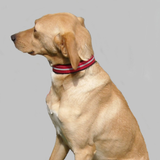 Padded Collar - Howling Dog Alaska