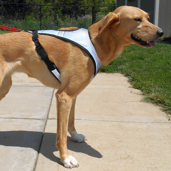 Flash™ Harness - Howling Dog Alaska