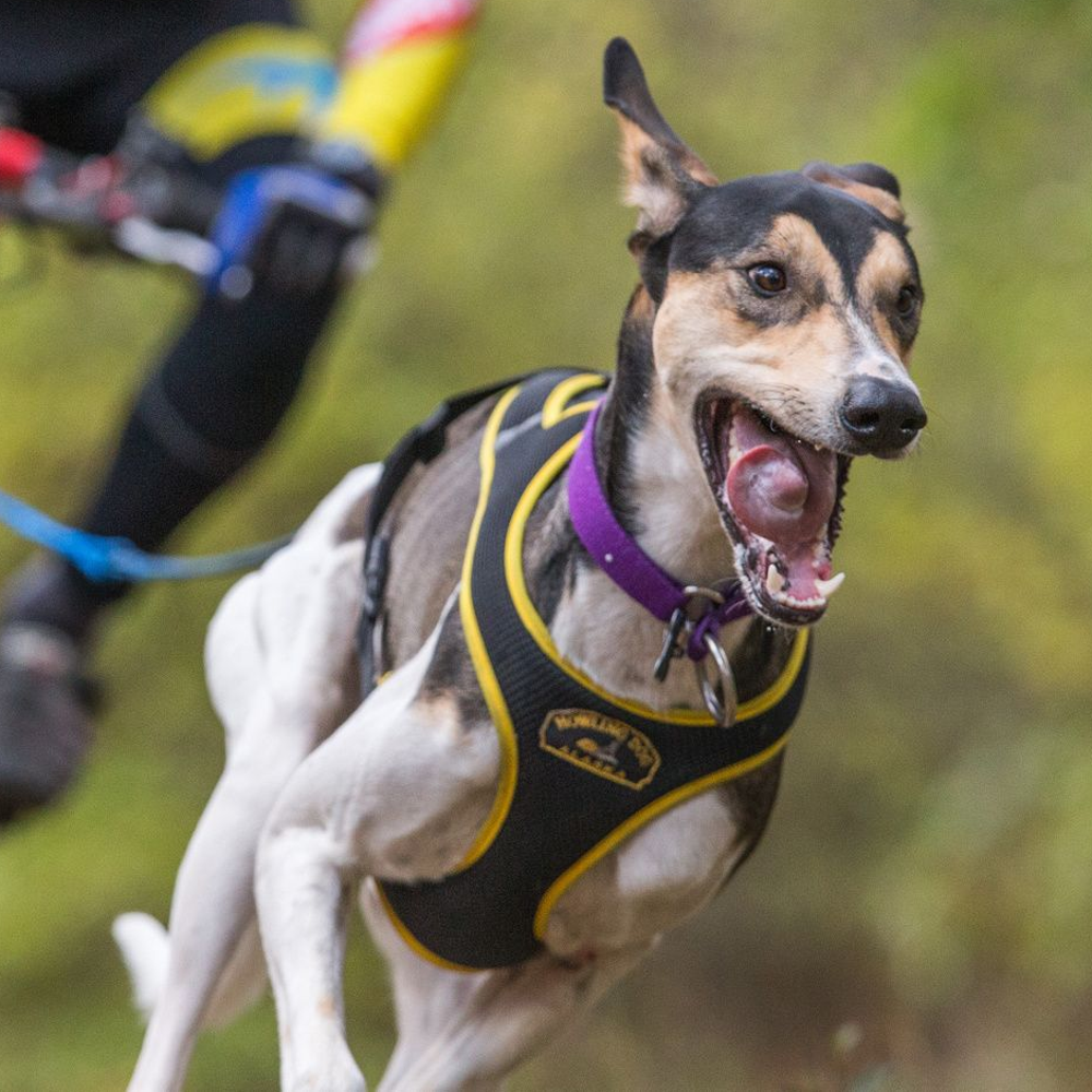 Second Skin™ Harness - Howling Dog Alaska