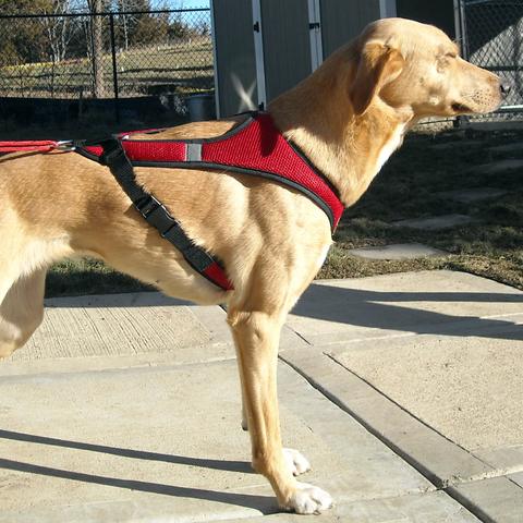 Flash™ Harness