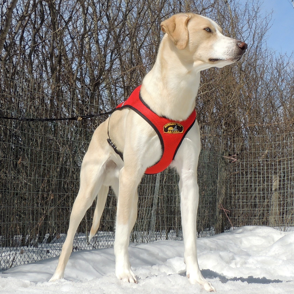 Second Skin™ Harness