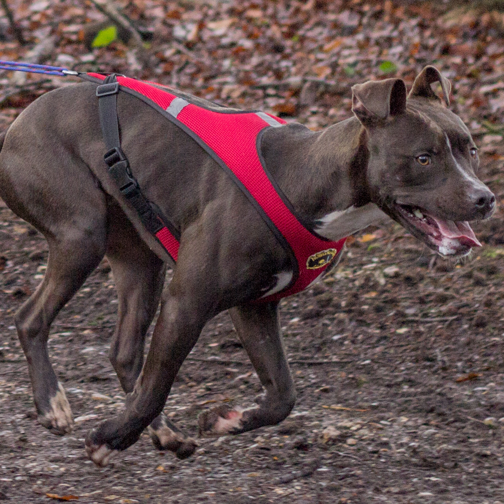 Second Skin™ Harness - Howling Dog Alaska