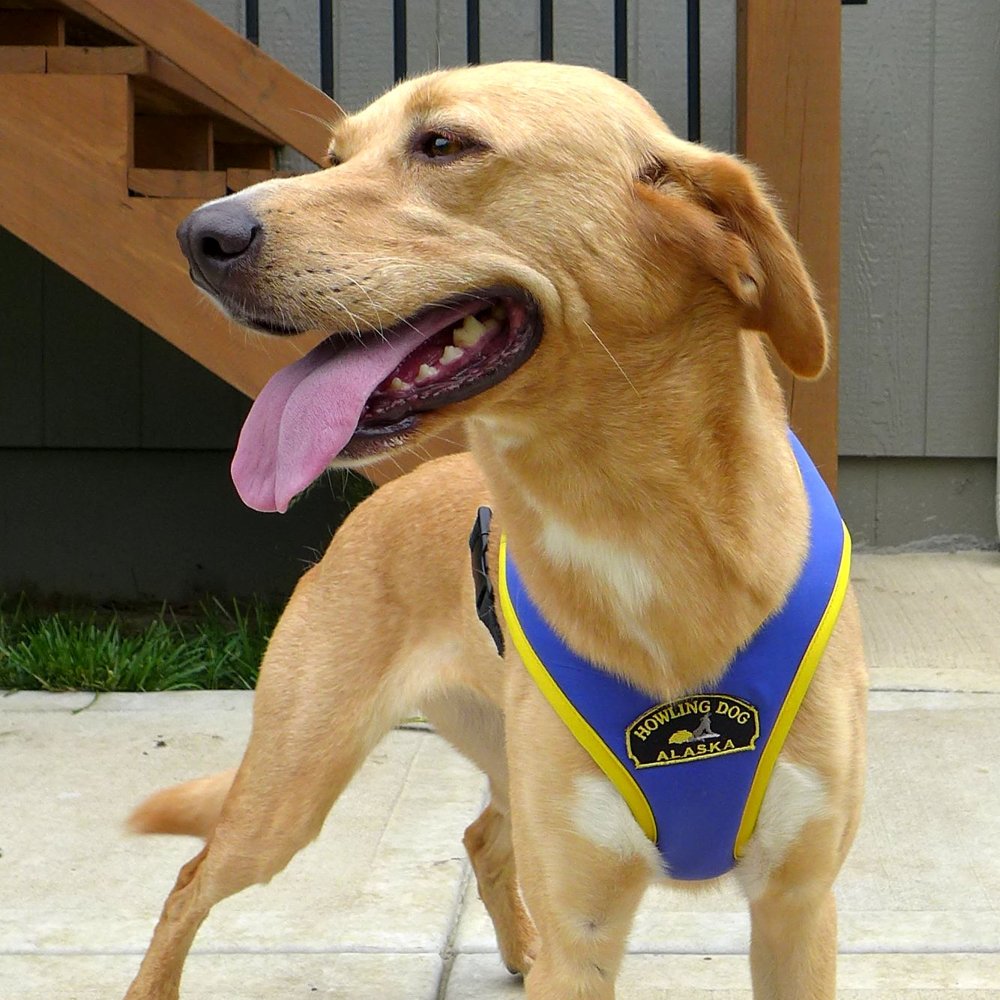 Tough Skin™ Harness - Howling Dog Alaska