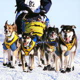 Tough Skin™ Harness ULTRA - Howling Dog Alaska