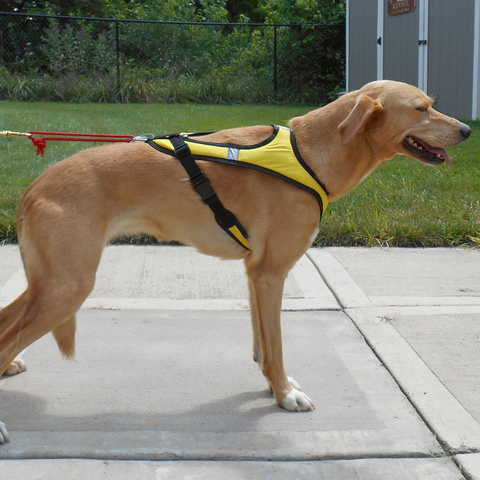 Flash™ Harness