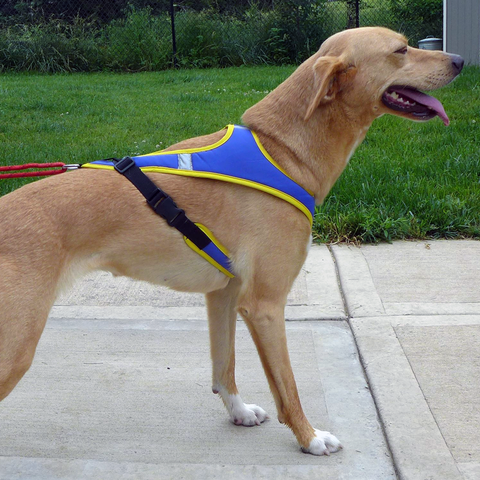 Flash™ Harness