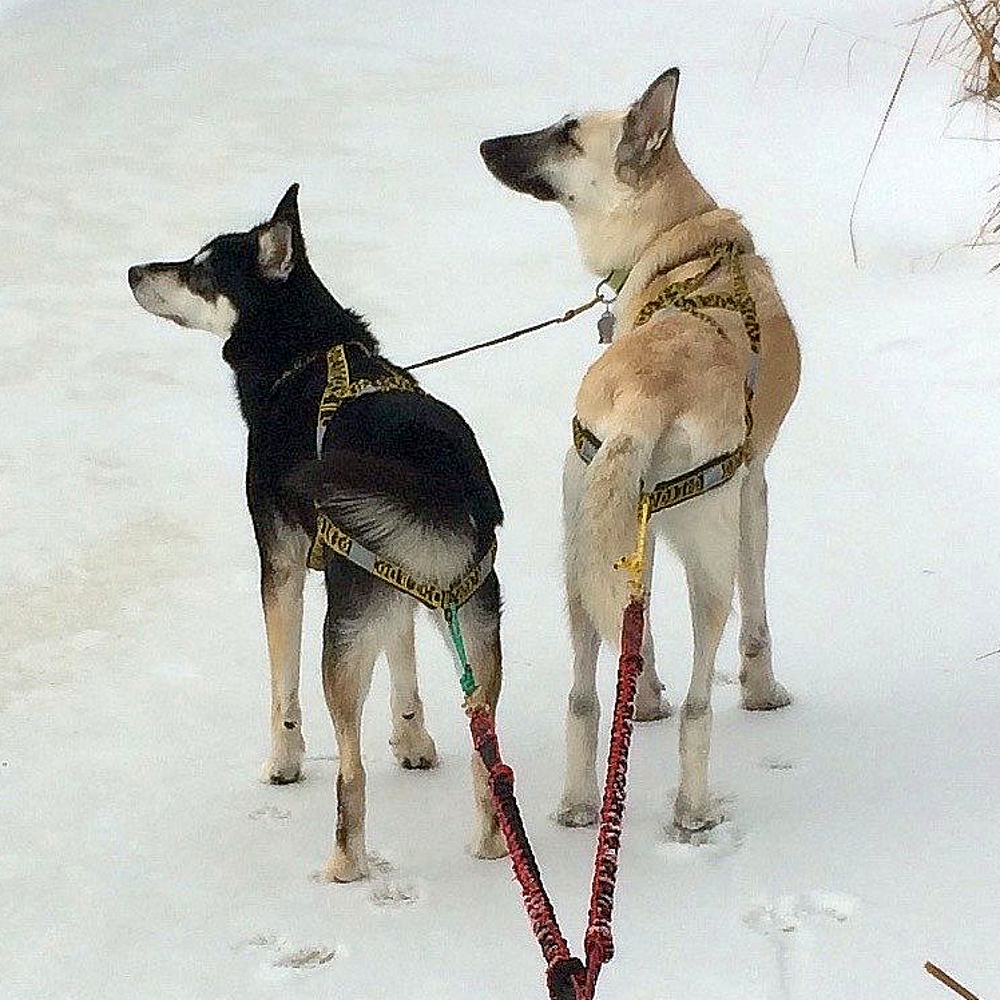 Wheel Dog Harness