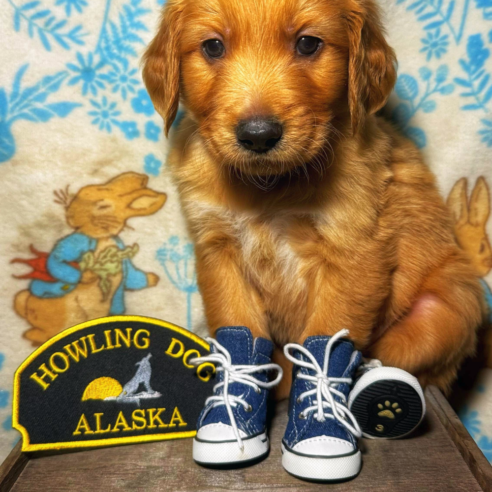 Denim Booties