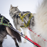 Hybrid Light Weight Harness