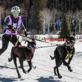 Skijoring Line (two dogs) - Howling Dog Alaska