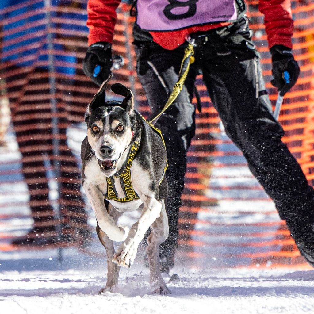 Skijoring Line  (one dog) - Howling Dog Alaska