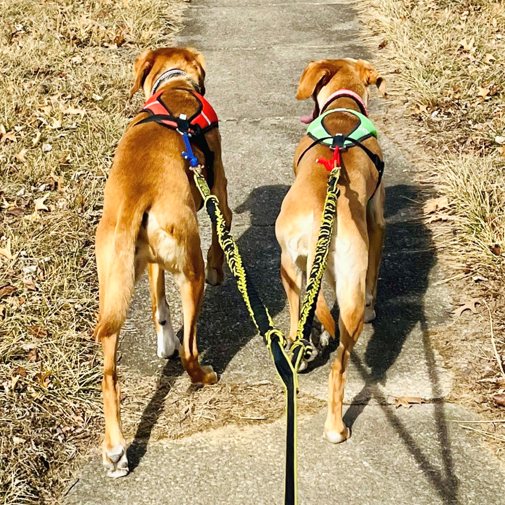 Skijoring Line (two dogs)