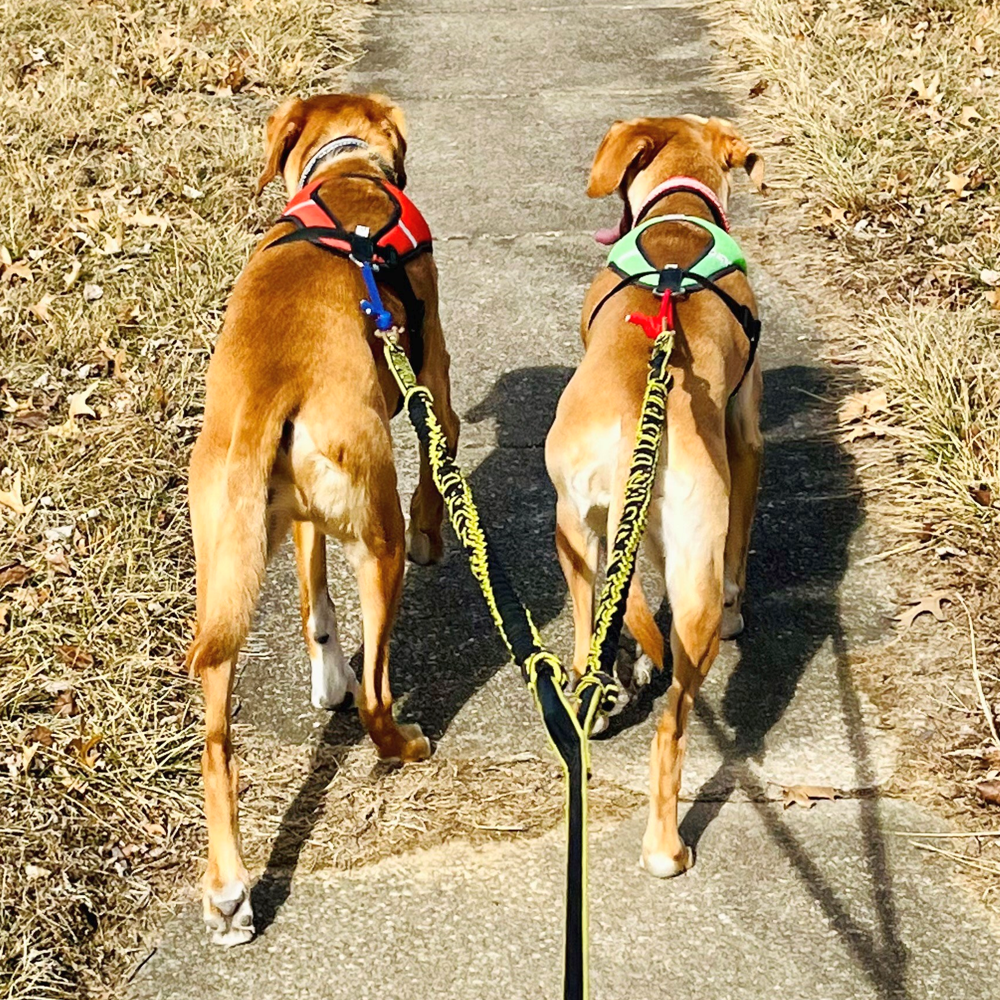 Leashes for top two dogs
