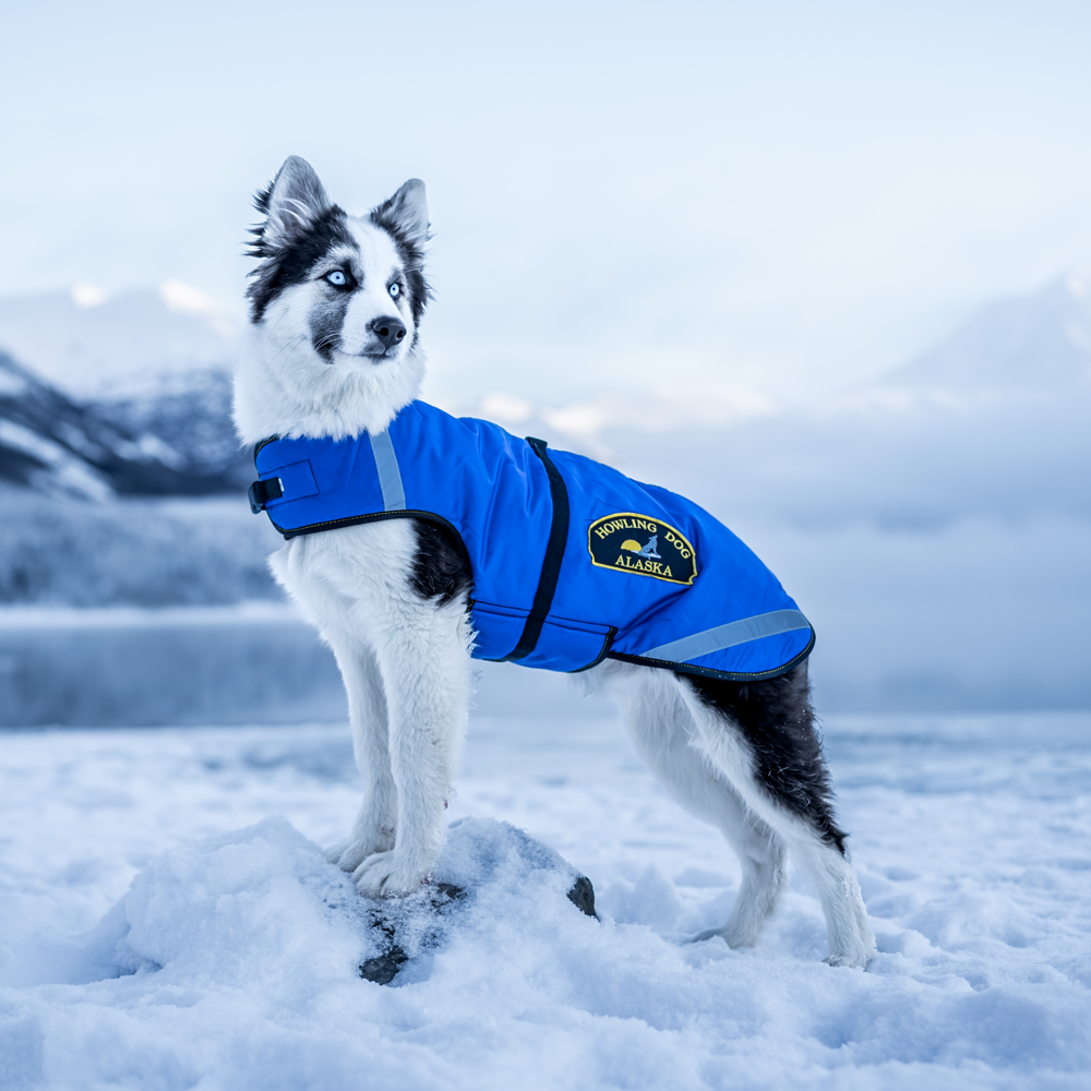 Cool dog jumpers best sale