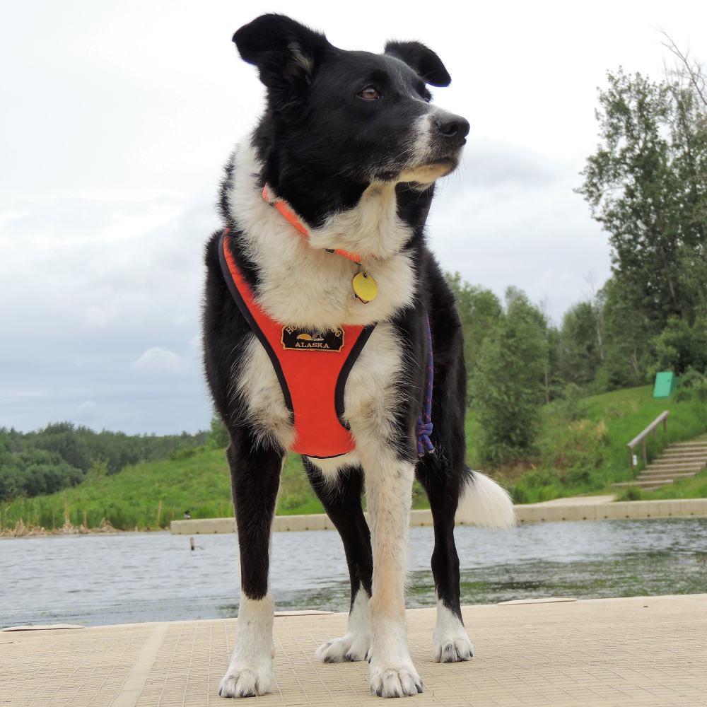 Tough Skin™ Harness - Howling Dog Alaska
