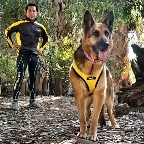 Canicross Package - Howling Dog Alaska