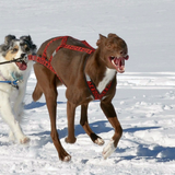 Wheel Dog Harness - Howling Dog Alaska