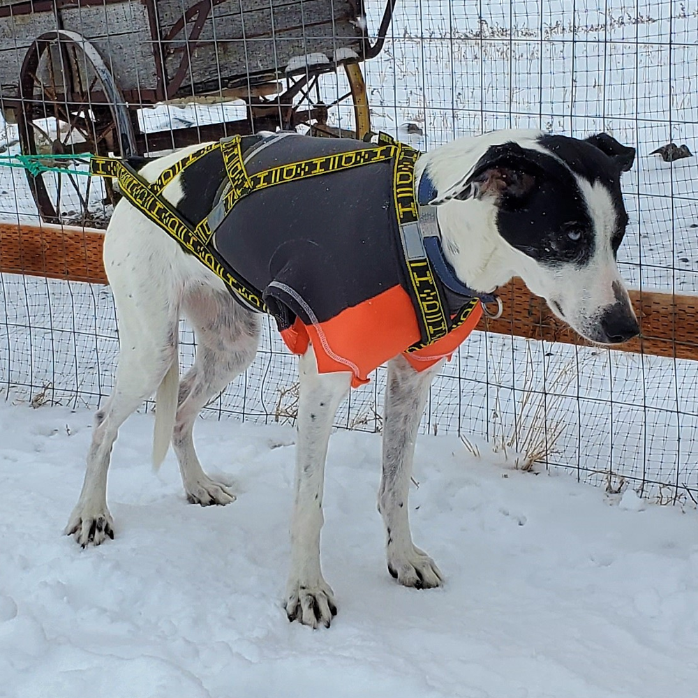 Three legged dog shop harness