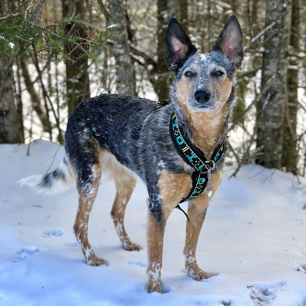 Best harness for blue heeler best sale
