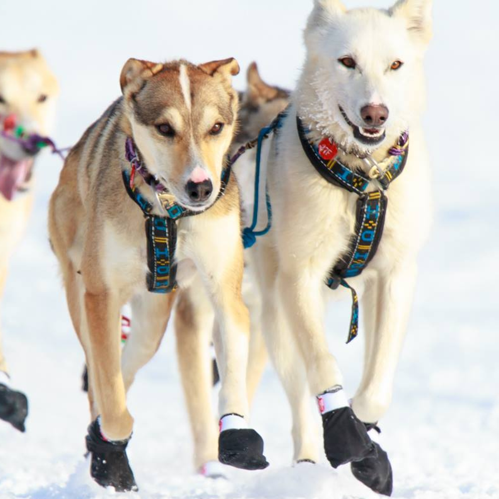 Distance Harness - Howling Dog Alaska