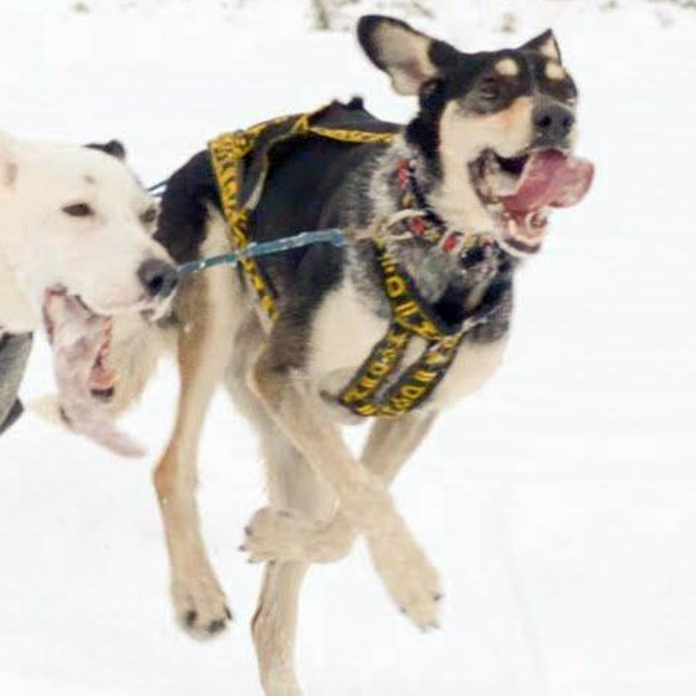 Hound Harness - Howling Dog Alaska