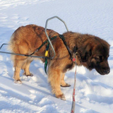 Pulka Harness - Howling Dog Alaska