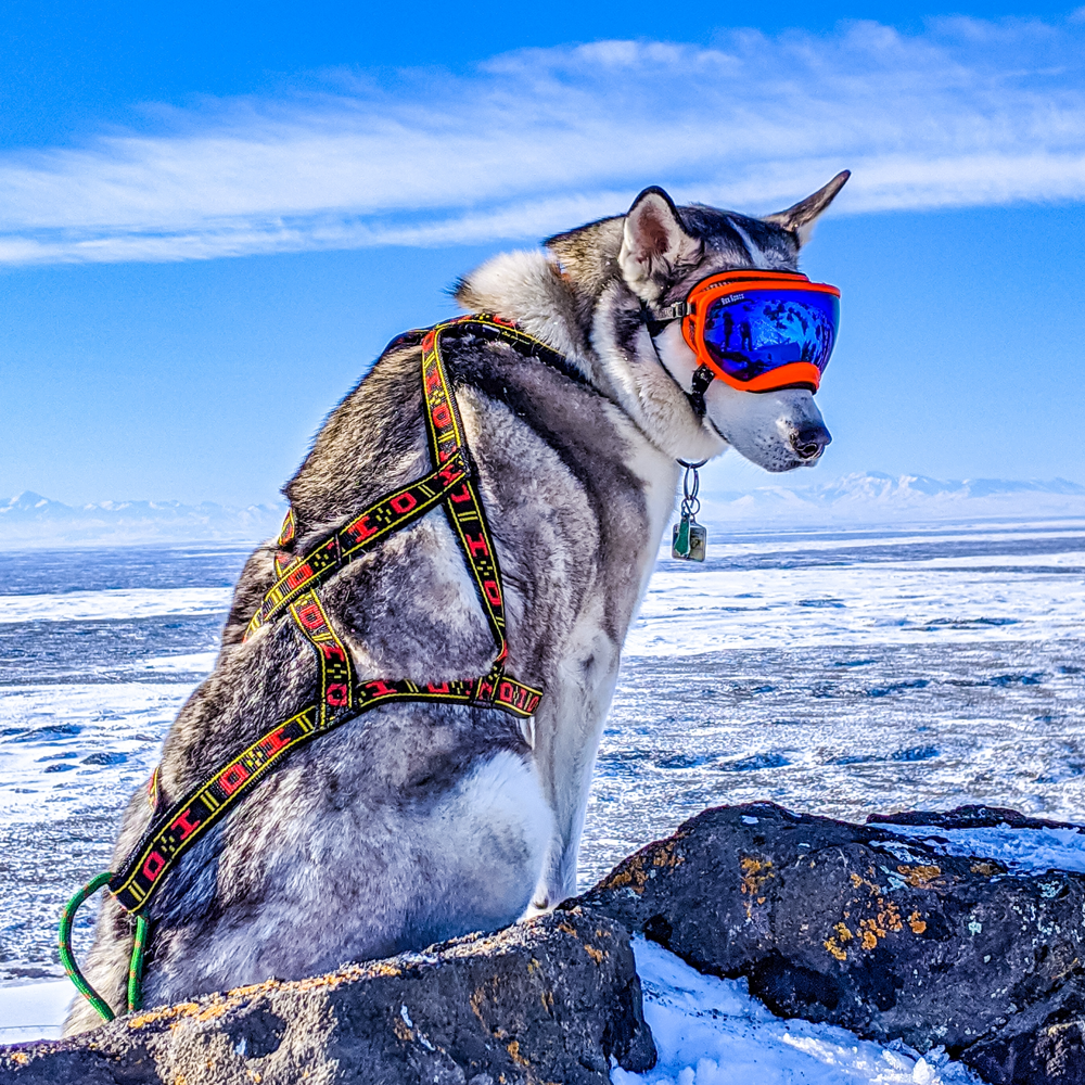 Howling dog alaska sales harness