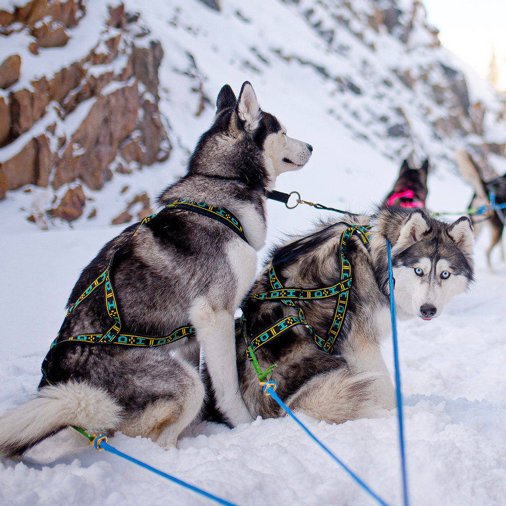 Single dog sled sales harness