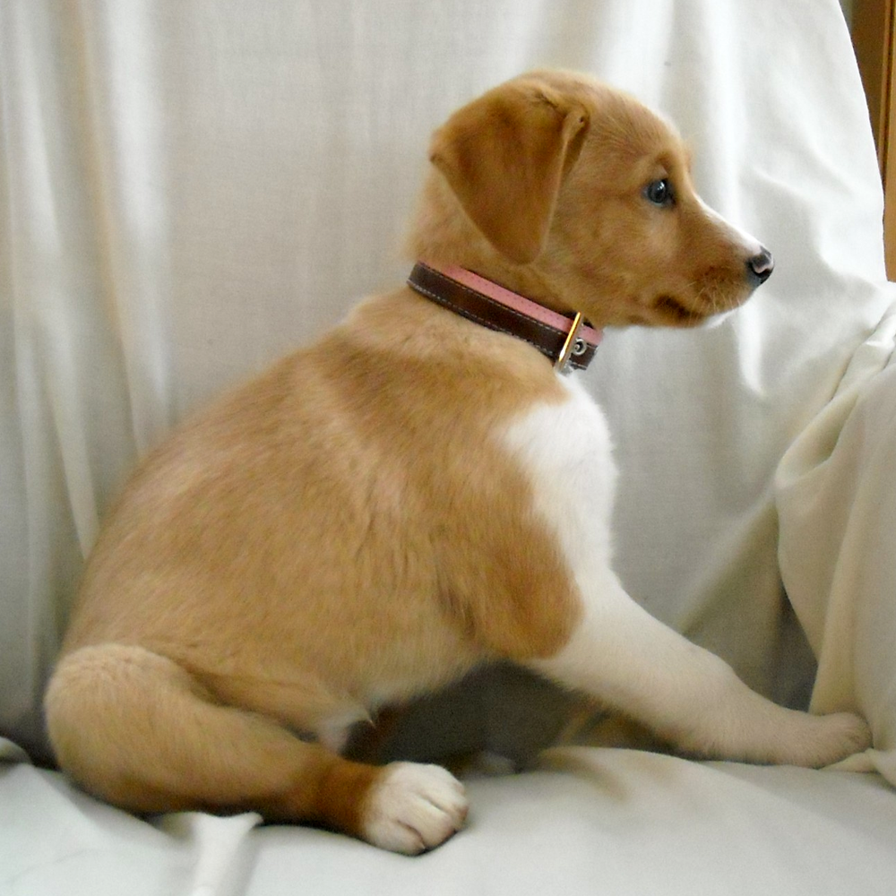 Tone collar best sale for puppy